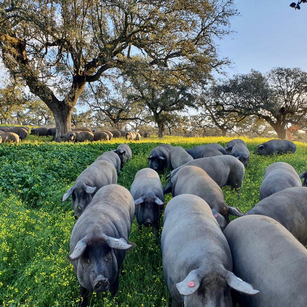 porcs noirs ibériques 