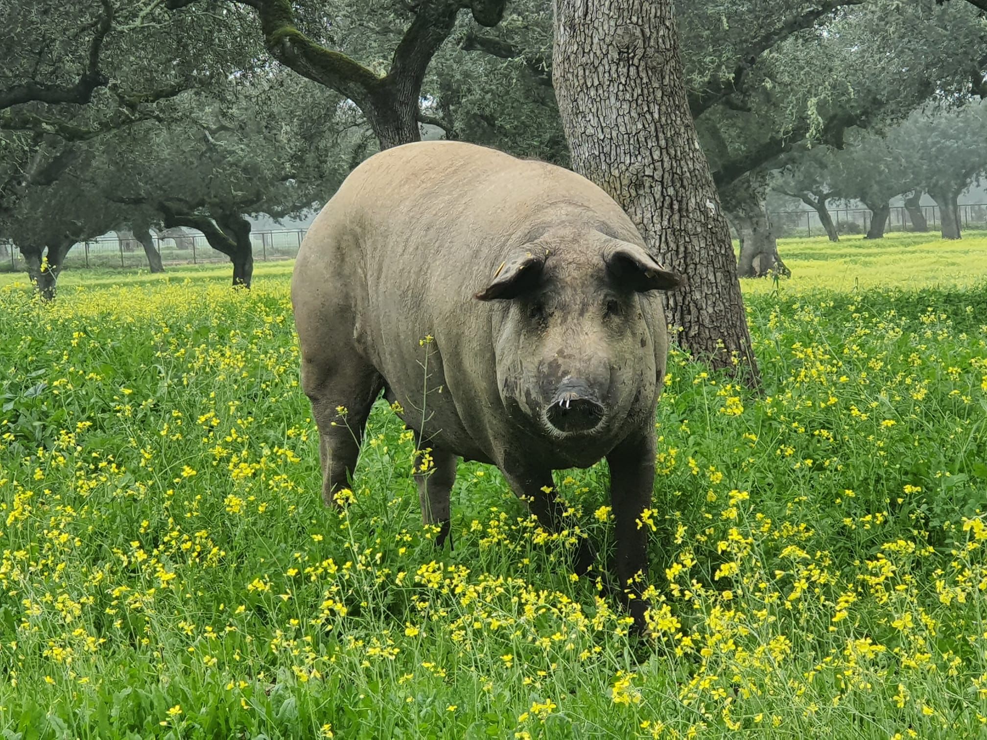 porc ibérique dans la dehesa en Espagne