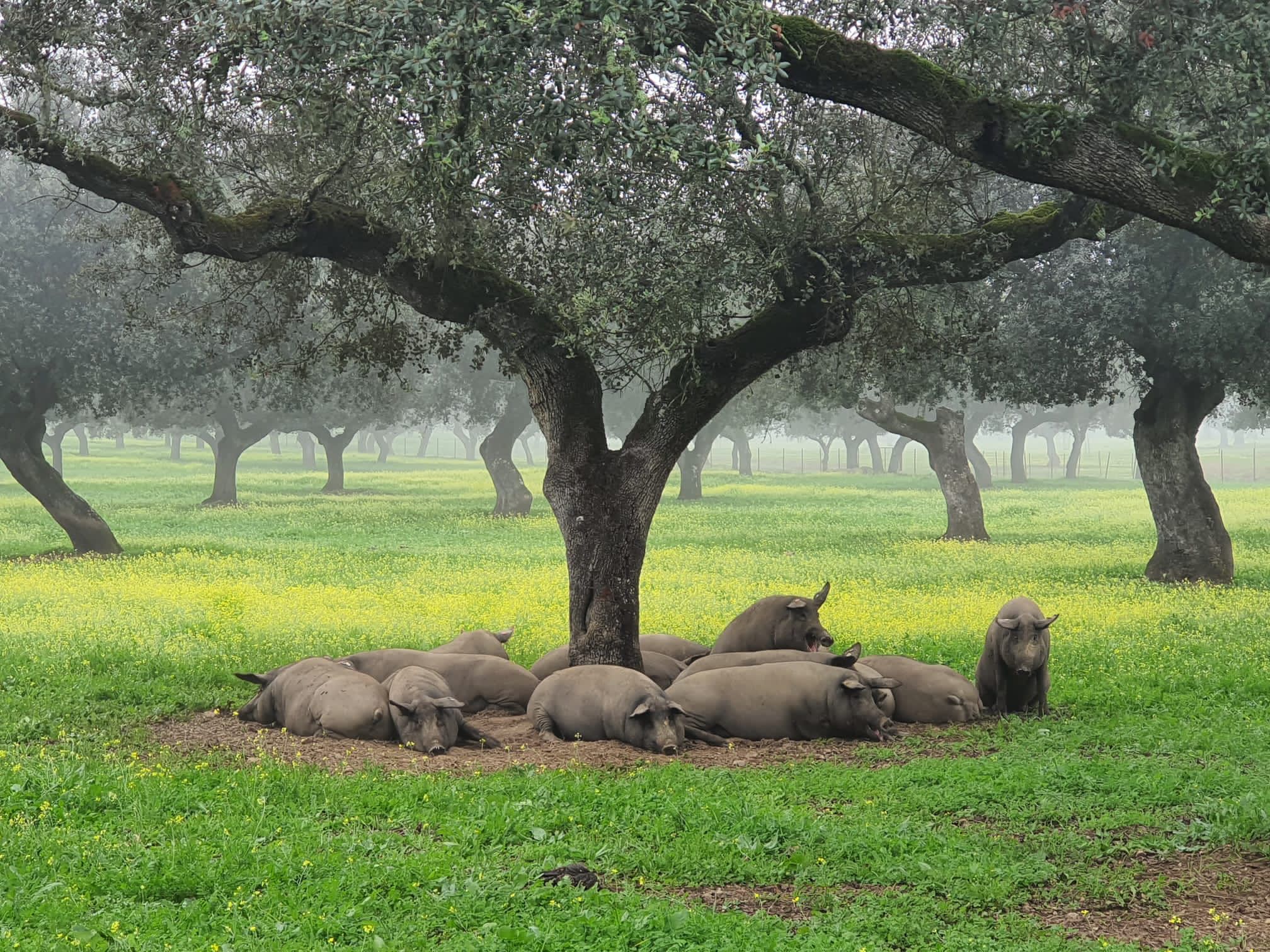 la dehesa, le paradis des porcs ibériques