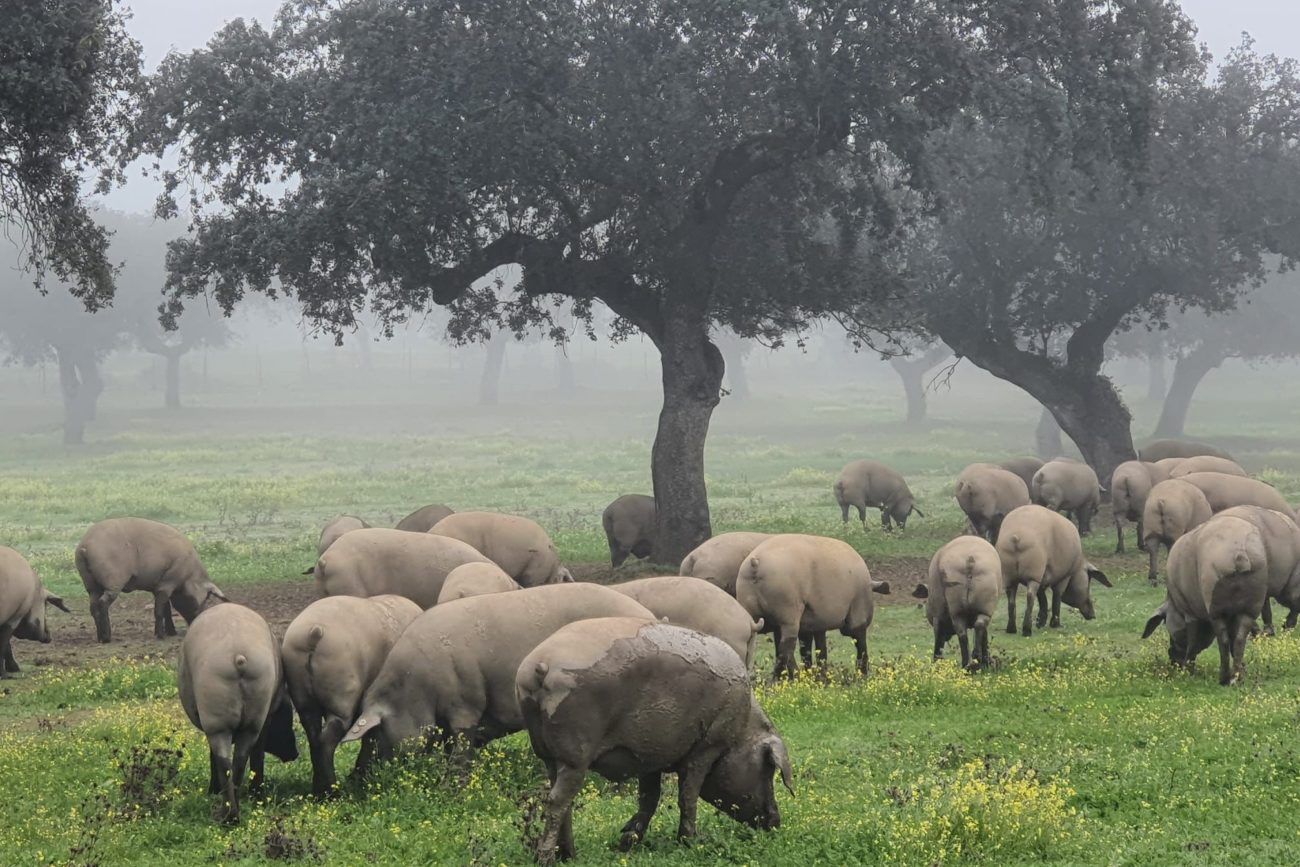 cochons noirs ibériques dans la dehesa