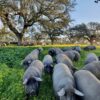 Porc ibérique noir nourri au gland dans son habitat